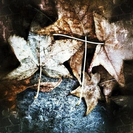 Fallen © Geri Centonze