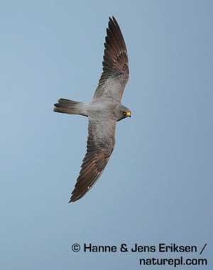 Sooty Falcons pass over Uganda, passing south for the winter