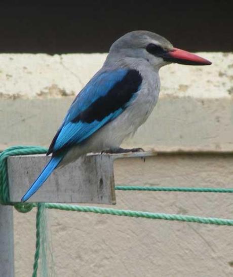 Woodland-Kingfisher-birds-Uganda