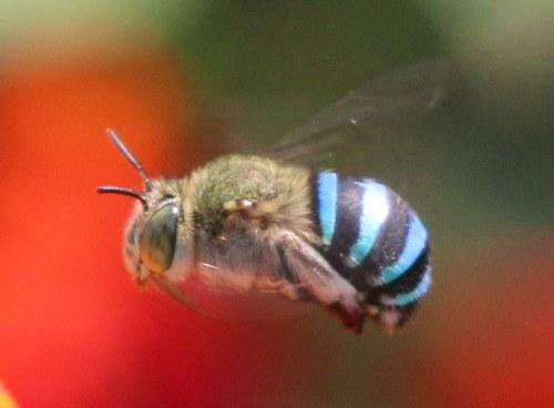 blue banded bee