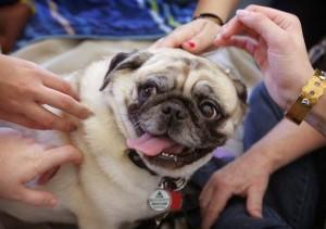 Therapy dogs help UCR students relieve stress