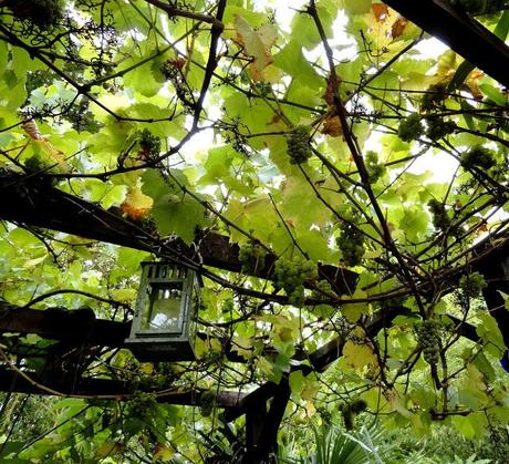 Hosting Danger Garden