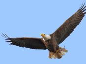 American Bald Eagles Conowingo
