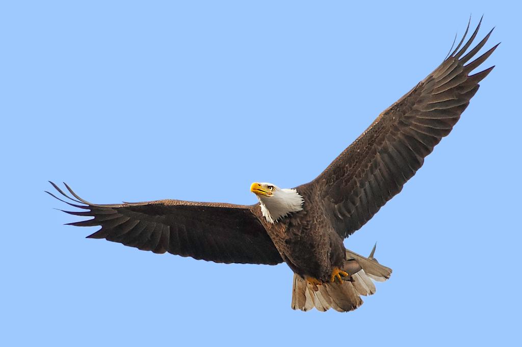 American Bald Eagle in Flight with Its Fish Catch