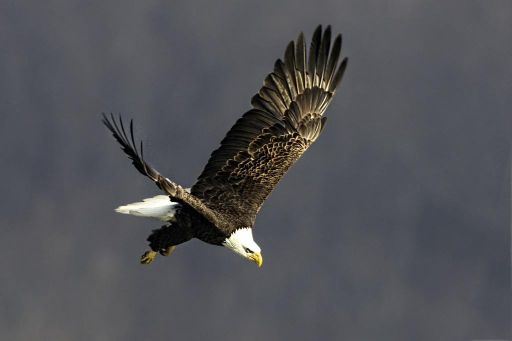 American Bald Eagle Diving toward River 