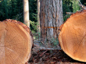 Earth’s Biggest Trees Dying