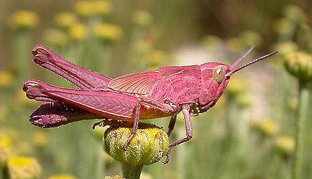 Amazing Pink Insects In Nature