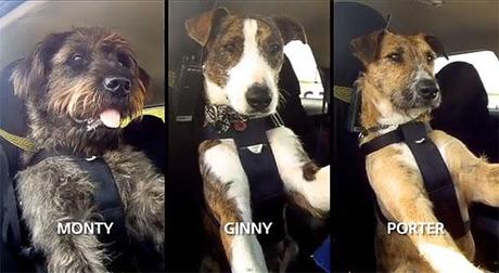 LIVE! from New Zealand: DOGS Drive on Nat'l Televison!