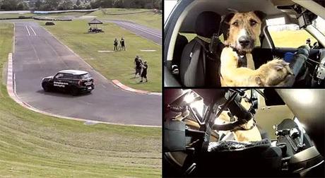 LIVE! from New Zealand: DOGS Drive on Nat'l Televison!