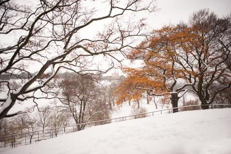 A snowy scene in Greenwich Park- image by Rik Pennington