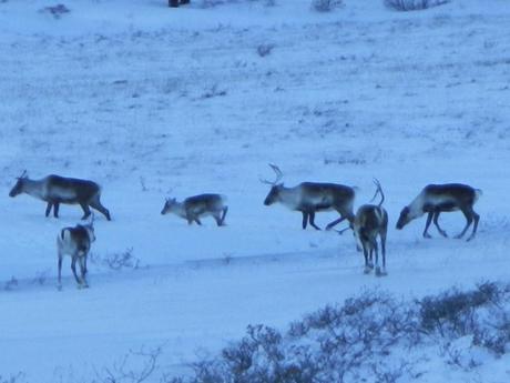Migrating herd of Caribou | Alaska