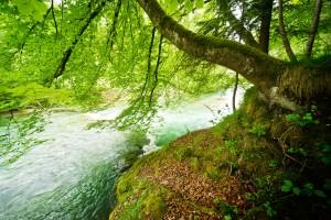 The Inseparable Link between Water and Tea