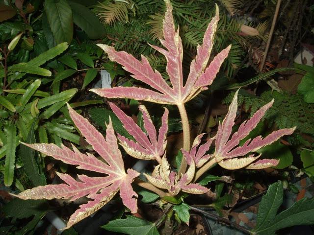 Attractive purple new flush of Oreopanax floribundus