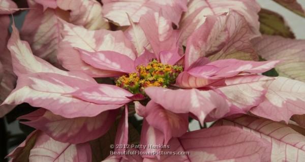 Sparkling Punch Poinsettia