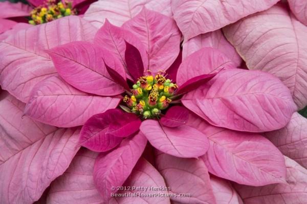 Christmas Beauty Pink Poinsettia