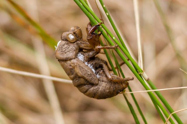 cicada on grass