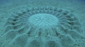 puffer-crop-circle-1