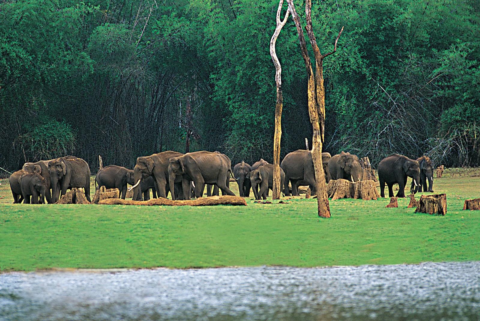 Chinnar Wildlife Sanctuary, Idukki