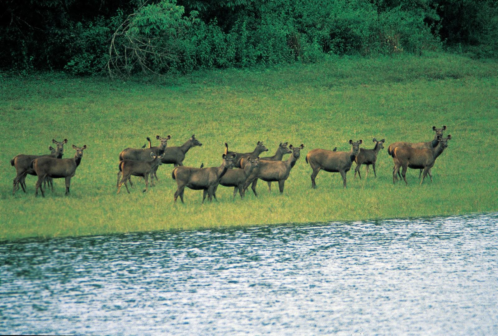 Chinnar Wildlife Sanctuary, Idukki