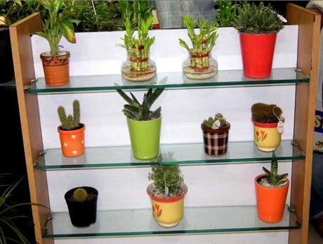 SSU Home : Beautiful Indoor Plants and Pots for Your Home