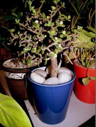 SSU Home : Beautiful Indoor Plants and Pots for Your Home