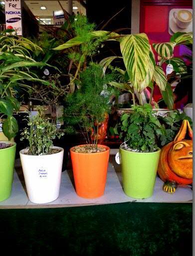 SSU Home : Beautiful Indoor Plants and Pots for Your Home