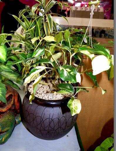 SSU Home : Beautiful Indoor Plants and Pots for Your Home