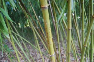 Phyllostachys viridiglaucescens Stem (18/12/2012, Kew Gardens, London)