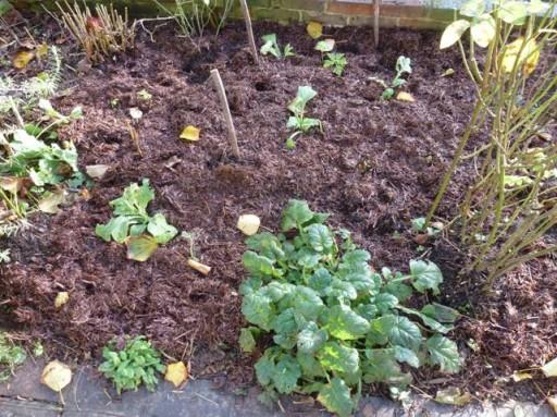 plants cut back for overwintering and mulched