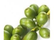 Kitchen Green Coffee Helps Reducing Fat/Obesity
