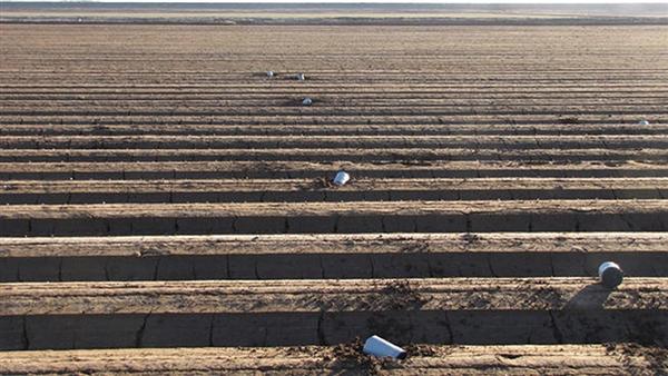 Barrels of marijuana scattered like unexploded mortar shells