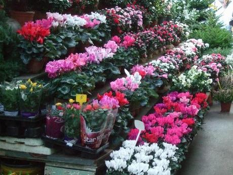 Marché aux Fleurs in Paris