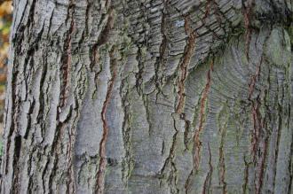 Quercus imbricaria Bark (18/11/2012, Kew Gardens, London)