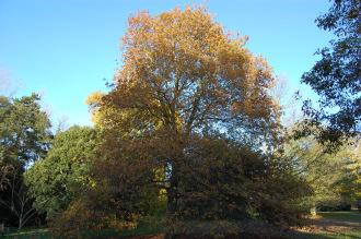 Quercus imbricaria (18/11/2012, Kew Gardens, London)