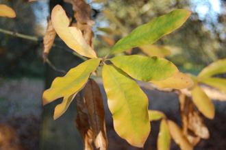 Quercus imbricaria Autumn Leaf (18/11/2012, Kew Gardens, London)