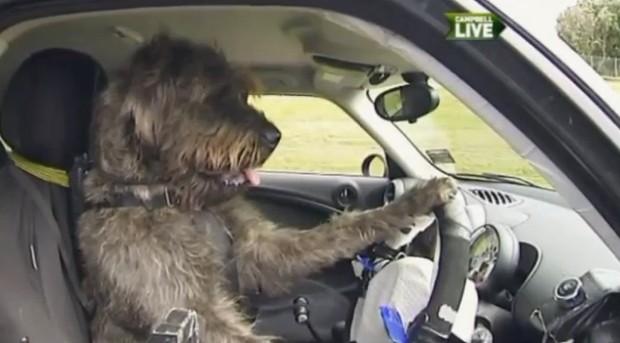 dogs-driving