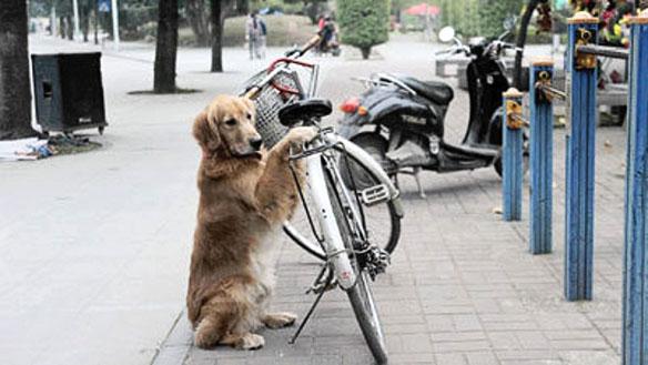 AMAZING VIDEO: DOG Guards Owner's Bicycle with Its Life!