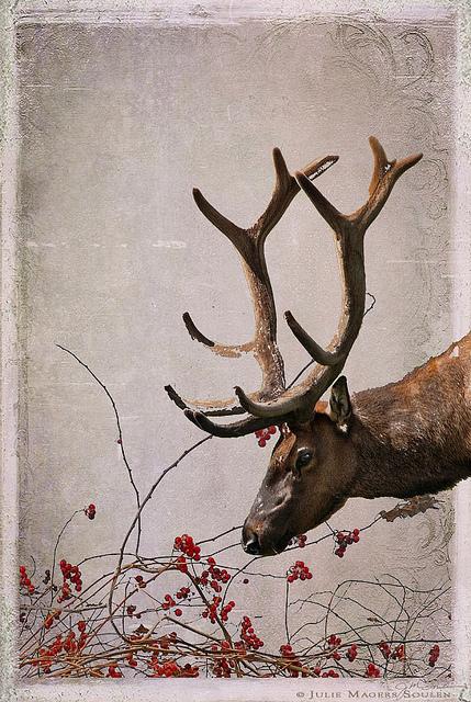 a peaceful elk leaning over some festive red berry branches in an antique vintage style