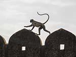 Langur running along the tops of the Nahargarh Fort walls
