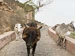 You shall not pass, cows along the Aravalli Hill path