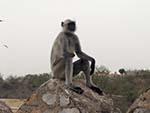 Monkey sitting on the peak of the Nahargarh Fort walls