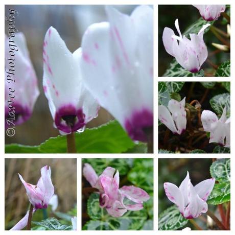 Weekly Photo Challenge: Delicate delicate copyright1