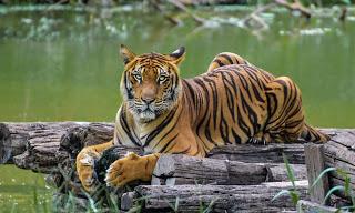 Indian national animal - Tiger