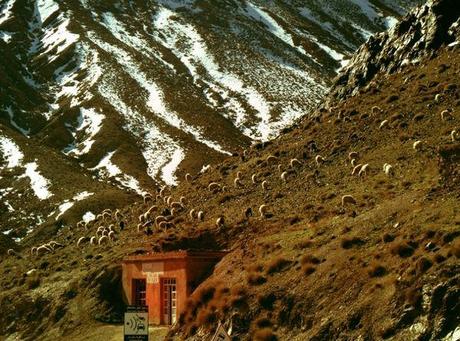 Atlas mountains sheep