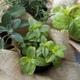 12 Fresh Herbs and Their Healing Powers