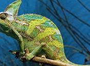 Things Didn't Know About Chameleons