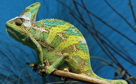 10 Things You Didn't Know About Chameleons