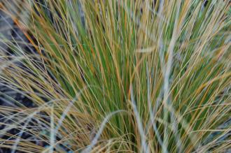 Chionochloa rubra Detail (18/11/2012, Kew Gardens, London)