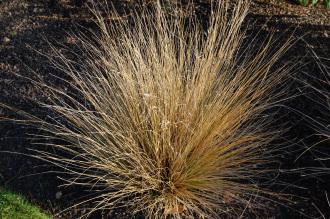 Chionochloa rubra (18/11/2012, Kew Gardens, London)