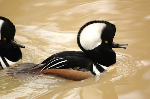 Hooded Merganser2